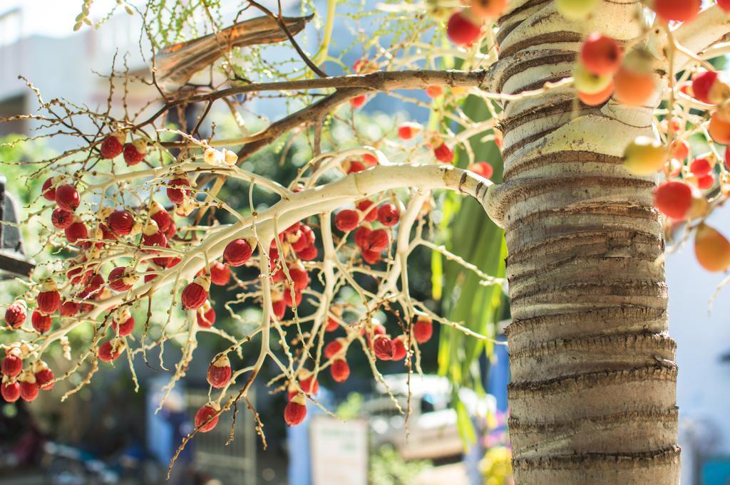 Areca Homestay Hoi An Bagian luar foto