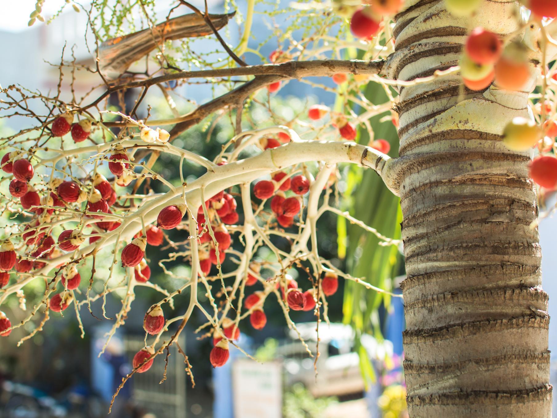 Areca Homestay Hoi An Bagian luar foto